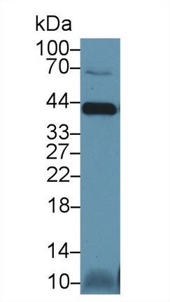 Polyclonal Antibody to Caspase 14 (CASP14)