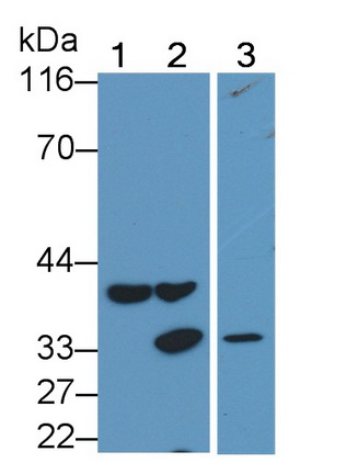 Polyclonal Antibody to Caspase 14 (CASP14)