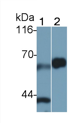 Polyclonal Antibody to Cluster Of Differentiation 55 (CD55)