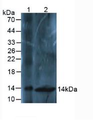 Polyclonal Antibody to Osteocalcin (OC)