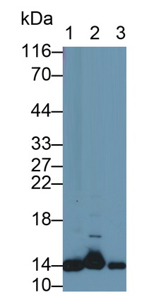 Polyclonal Antibody to Cystatin A (CSTA)