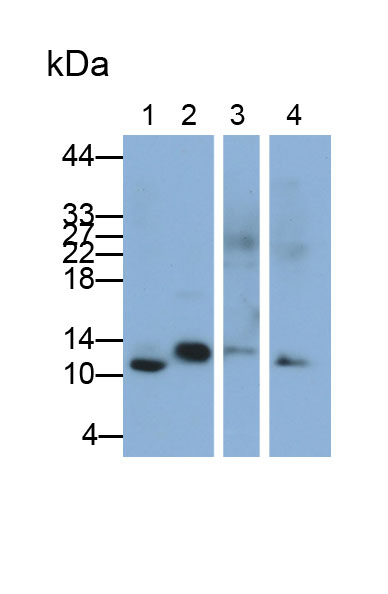 Polyclonal Antibody to Cystatin A (CSTA)