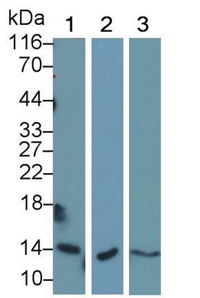 Polyclonal Antibody to Cystatin A (CSTA)