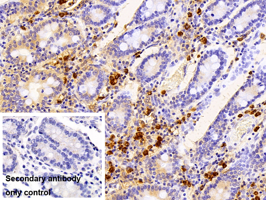 Polyclonal Antibody to Cystatin A (CSTA)