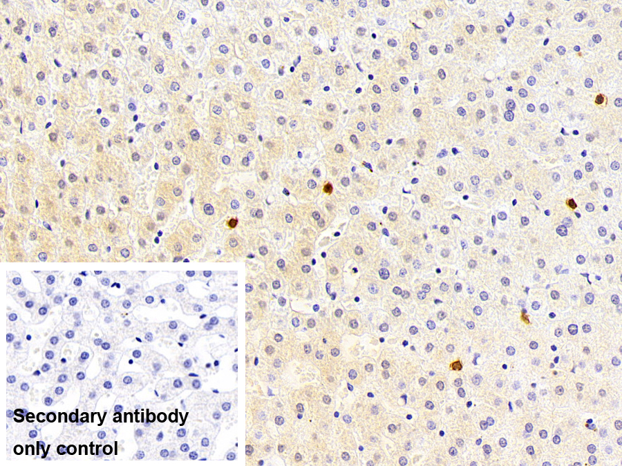 Polyclonal Antibody to Cystatin A (CSTA)