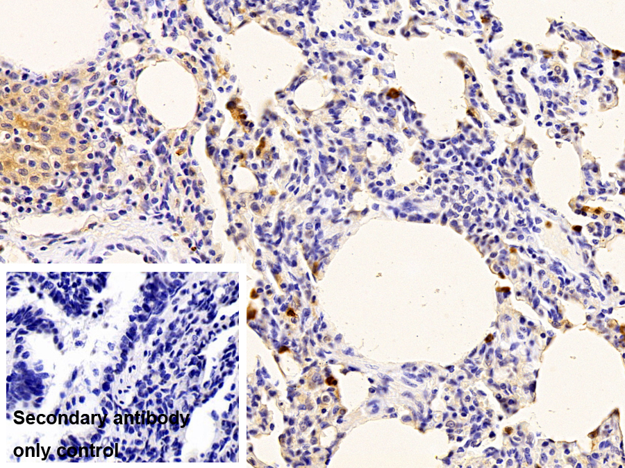 Polyclonal Antibody to Cystatin A (CSTA)