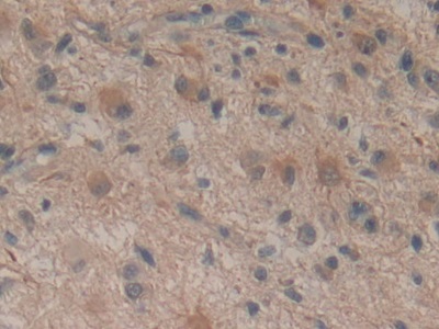 Polyclonal Antibody to Stromal Cell Derived Factor 2 (SDF2)