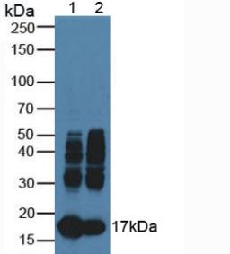 Polyclonal Antibody to Myoglobin (MYO)