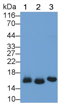 Polyclonal Antibody to Myoglobin (MYO)