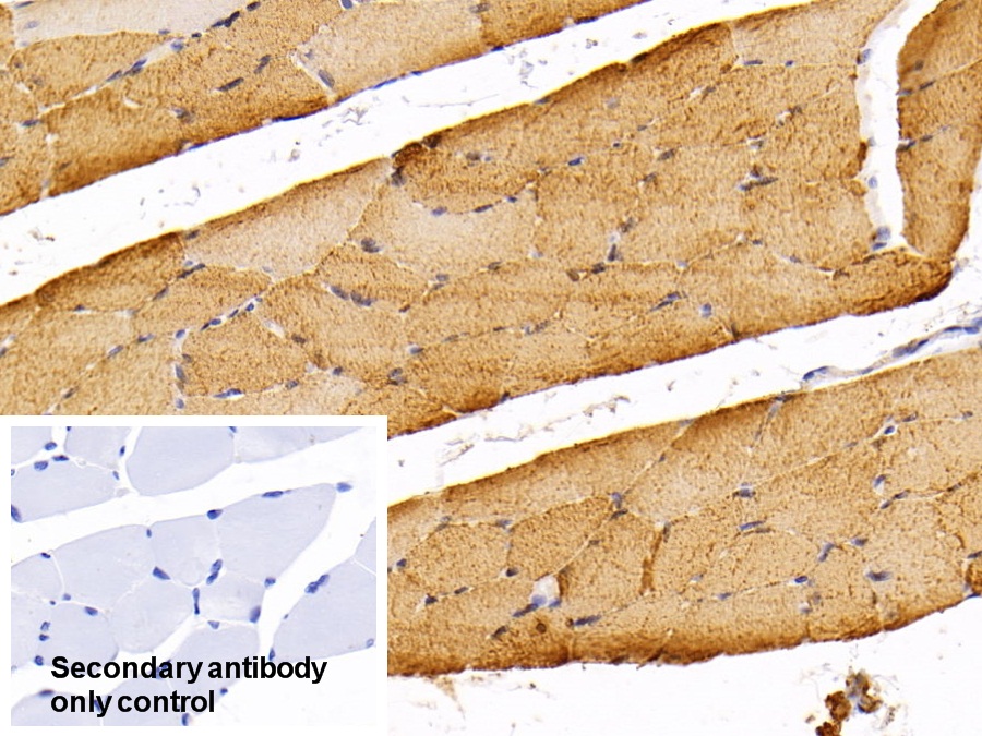 Polyclonal Antibody to Myoglobin (MYO)