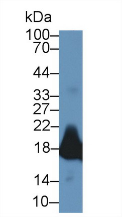 Polyclonal Antibody to Myoglobin (MYO)