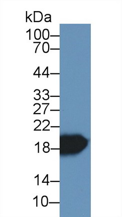 Polyclonal Antibody to Myoglobin (MYO)