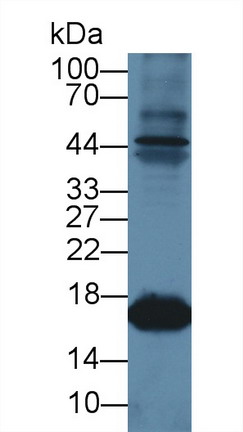 Polyclonal Antibody to Myoglobin (MYO)