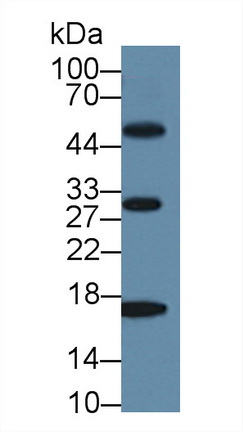 Polyclonal Antibody to Myoglobin (MYO)