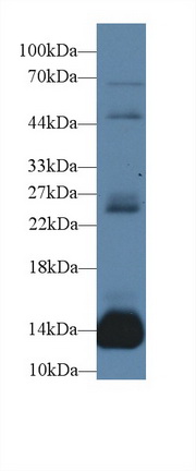 Polyclonal Antibody to Myoglobin (MYO)