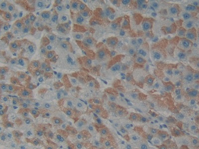 Polyclonal Antibody to Endothelin 1 (EDN1)