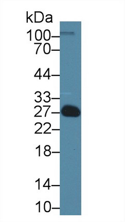 Polyclonal Antibody to Endothelin 1 (EDN1)