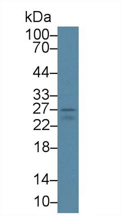 Polyclonal Antibody to Endothelin 1 (EDN1)