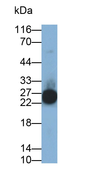 Polyclonal Antibody to Endothelin 1 (EDN1)