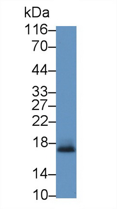 Polyclonal Antibody to N-Terminal Pro-Atrial Natriuretic Peptide (NT-ProANP)