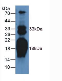 Polyclonal Antibody to N-Terminal Pro-Atrial Natriuretic Peptide (NT-ProANP)