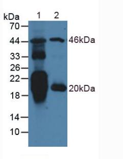 Polyclonal Antibody to N-Terminal Pro-Atrial Natriuretic Peptide (NT-ProANP)