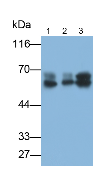 Polyclonal Antibody to Cytokeratin 1 (CK1)