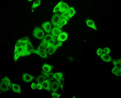 Polyclonal Antibody to Protein Kinase C Iota (PKCi)