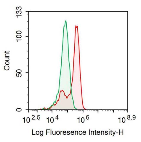 Polyclonal Antibody to Nestin (NES)