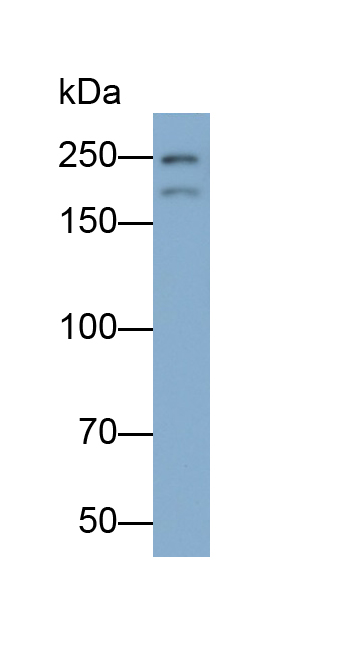 Polyclonal Antibody to Nestin (NES)