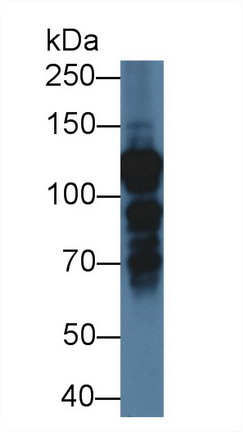 Polyclonal Antibody to Interleukin Enhancer Binding Factor 3 (ILF3)