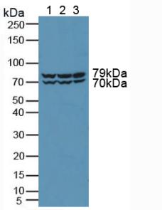 Polyclonal Antibody to Protein Kinase D2 (PKD2)