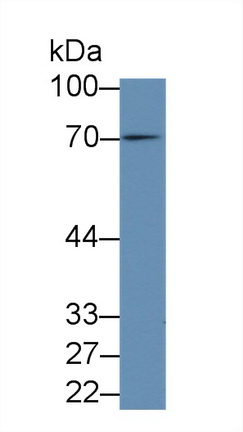 Polyclonal Antibody to Fibrinogen Like Protein 2 (FGL2)