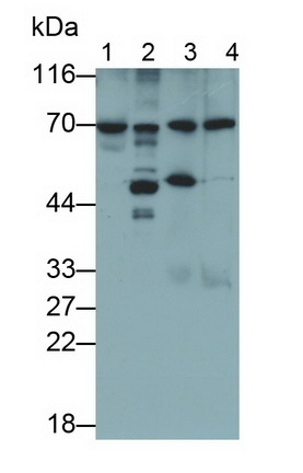 Polyclonal Antibody to Fibrinogen Like Protein 2 (FGL2)