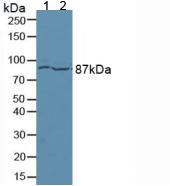 Polyclonal Antibody to Ataxin 1 (ATXN1)