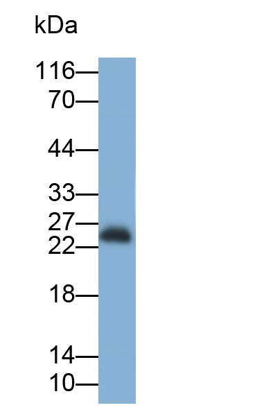 Polyclonal Antibody to Apolipoprotein A1 (APOA1)