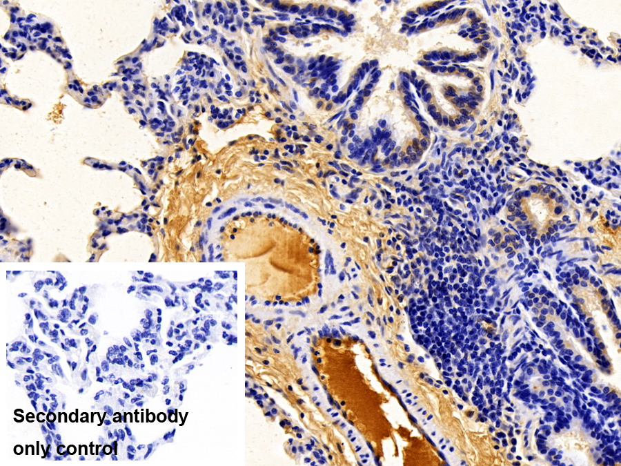 Polyclonal Antibody to Apolipoprotein A1 (APOA1)