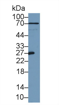 Polyclonal Antibody to Apolipoprotein A1 (APOA1)