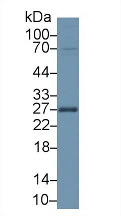 Polyclonal Antibody to Apolipoprotein A1 (APOA1)