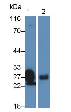 Polyclonal Antibody to Apolipoprotein A1 (APOA1)