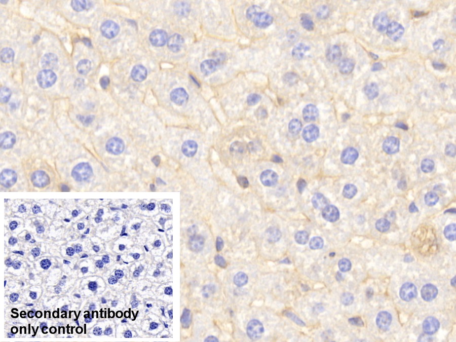 Polyclonal Antibody to Apolipoprotein A1 (APOA1)