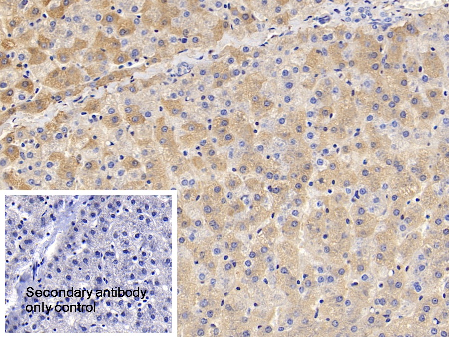 Polyclonal Antibody to Apolipoprotein A1 (APOA1)