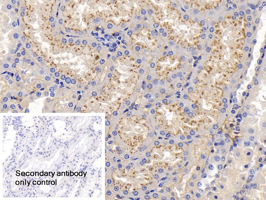 Polyclonal Antibody to Apolipoprotein A1 (APOA1)