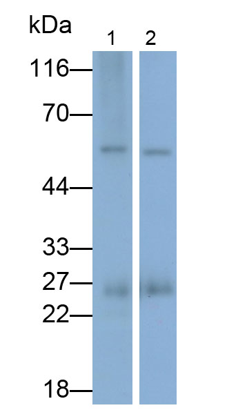 Polyclonal Antibody to Apolipoprotein A1 (APOA1)