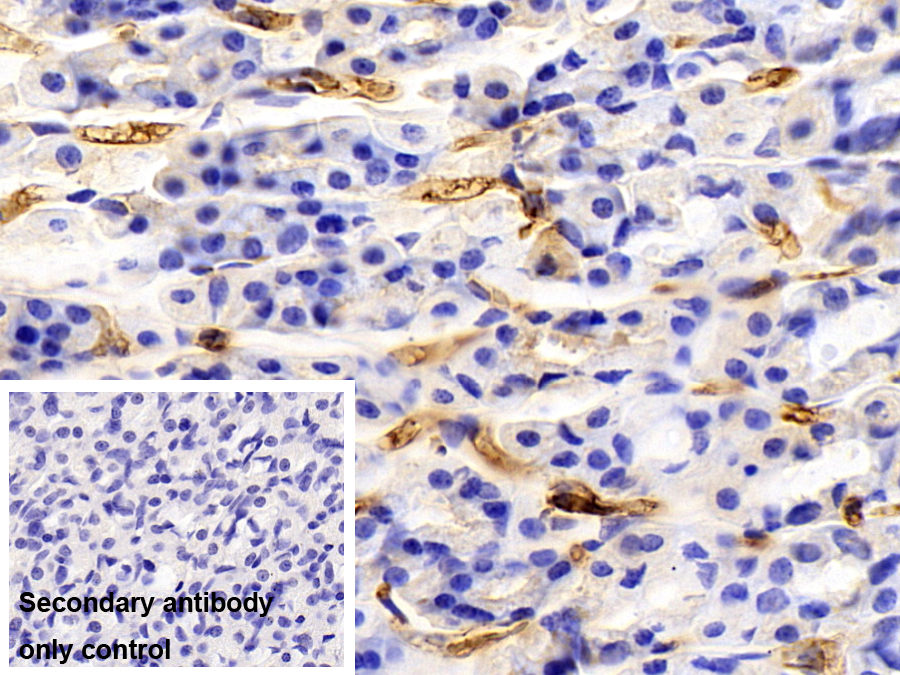 Polyclonal Antibody to Apolipoprotein A1 (APOA1)