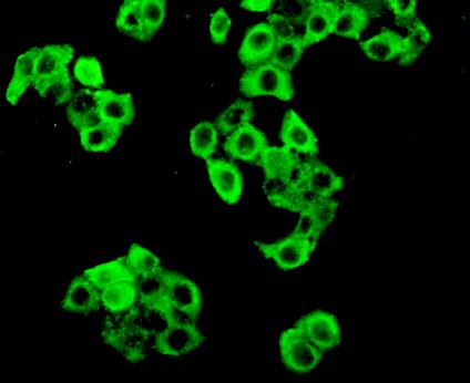 Polyclonal Antibody to Protein Kinase R (PKR)