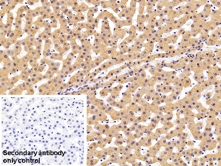 Polyclonal Antibody to Tissue Plasminogen Activator (tPA)