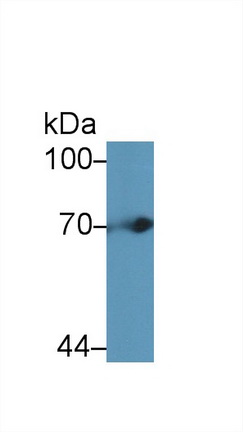 Polyclonal Antibody to Tissue Plasminogen Activator (tPA)