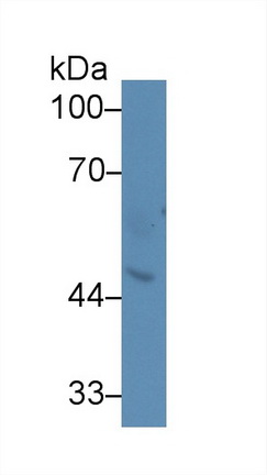 Polyclonal Antibody to Plasminogen Activator Inhibitor 2 (PAI2)