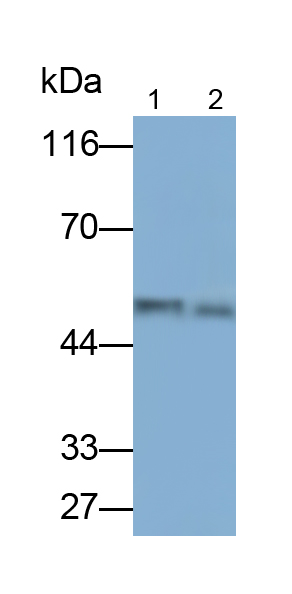 Polyclonal Antibody to Plasminogen Activator Inhibitor 1 (PAI1)